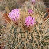 Echinofossulocactus sp Dscf634 (cf crispatus) JLcoll.1369.jpg